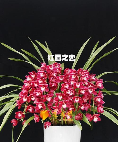 大花蕙兰养护全攻略（如何让大花蕙兰长得更美？）