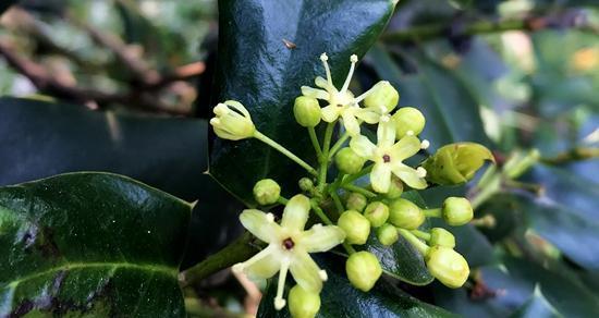解读桂花黄叶原因（探究桂花叶子黄化的成因与解决方法）