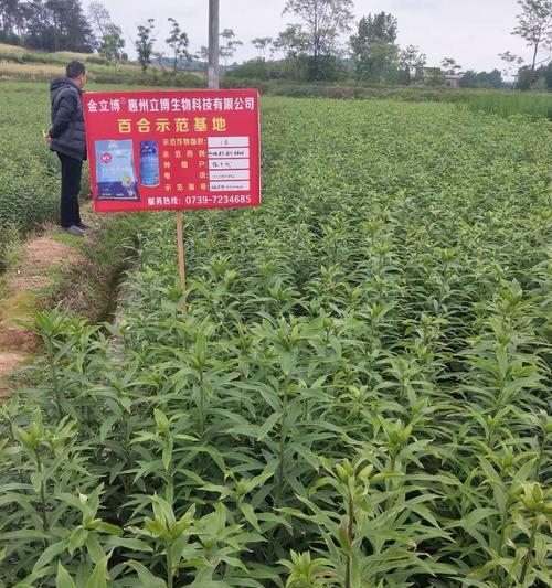 百合药材种植方法（从选地到收成，打造高产高品质百合药材）