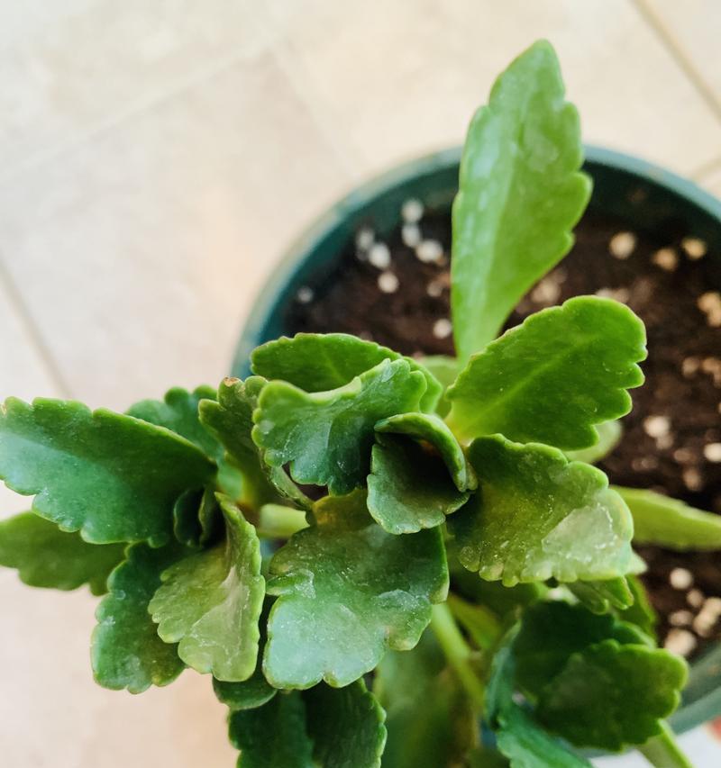 长寿花种植指南（学会这些技巧，让你的长寿花更加健康美丽）