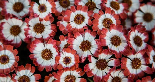 瓜叶菊——一种美丽而多产的花卉（特点与应用）