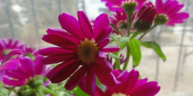 瓜叶菊——一种美丽而多产的花卉（特点与应用）