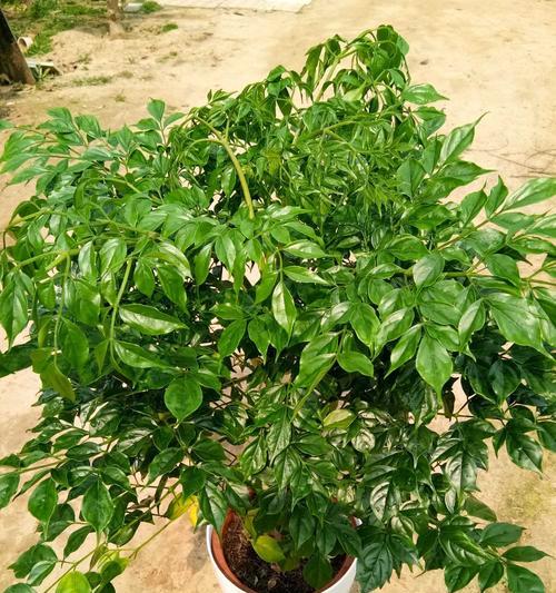 打造清新空气，养护好绿叶植物（选择好养的绿叶植物，给家居增添生机）