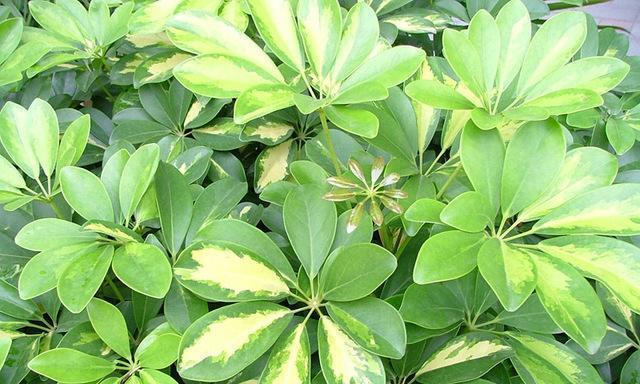 打造清新空气，养护好绿叶植物（选择好养的绿叶植物，给家居增添生机）