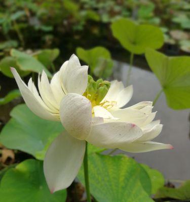 水中韵味——荷花的花期（探究荷花盛放的季节，感受大自然的美妙）