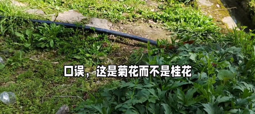 菊花移栽的正确浇水方法（菊花移栽的注意事项和技巧）