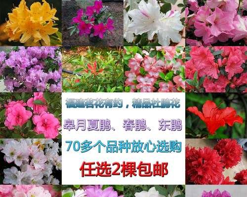 探究杜鹃花的品种及特点（了解杜鹃花家族的形态和颜色，带你深入探索这朵花的美丽世界。）