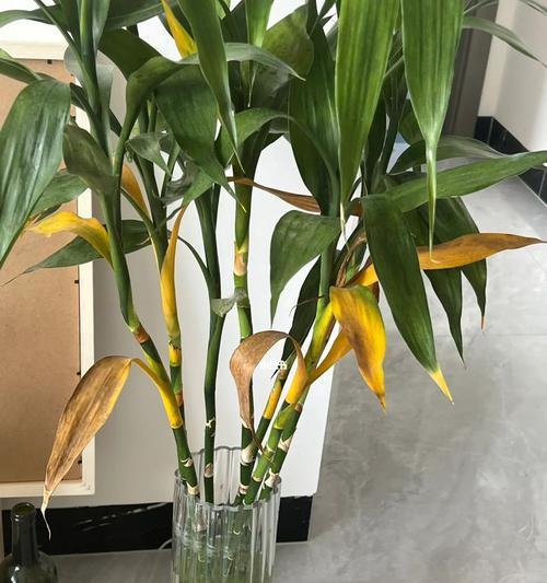怎样养护水竹，让它快速生根？（打造美丽环境，从这里开始）