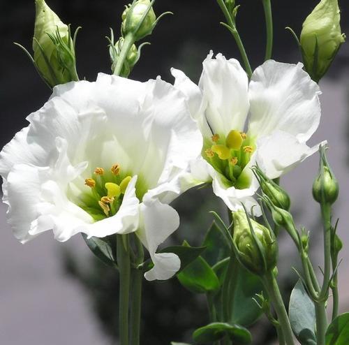 白色花卉的美丽与魅力（探索白色花卉的世界，领略自然的纯真之美）