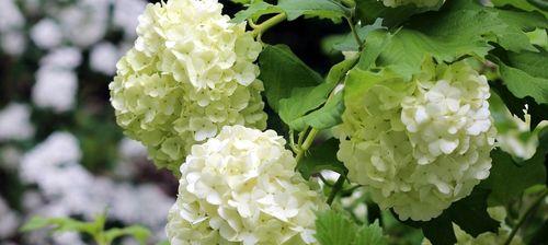 白色花卉的美丽与魅力（探索白色花卉的世界，领略自然的纯真之美）