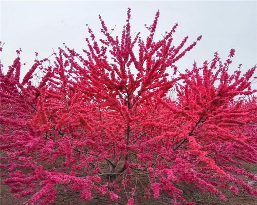 观赏树的种类和特点（从美丽到实用，探索观赏树的选择）