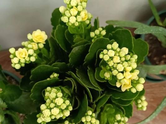 冬季家庭花卉的保养方法（如何让花卉度过寒冷的冬季？）
