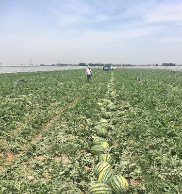 西瓜种植技巧（从选种到收获，让你轻松种出好西瓜）