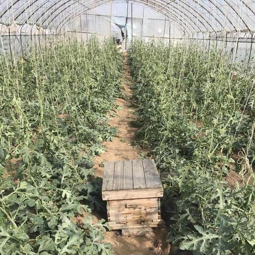 西瓜种植技巧（从选种到收获，让你轻松种出好西瓜）