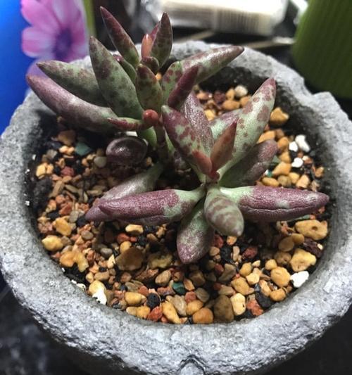 多肉叶片干瘪发软薄的原因与解决方法（让你的多肉植物健康生长不再遇到这些问题）