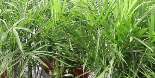从种植到收获，轻松掌握棕竹养殖技巧（棕竹的养殖方法与注意事项）