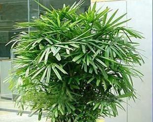 从种植到收获，轻松掌握棕竹养殖技巧（棕竹的养殖方法与注意事项）