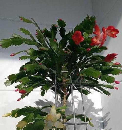 蟹爪兰的养殖方法与注意事项（盆栽种植技巧，让你轻松打造小清新空间）