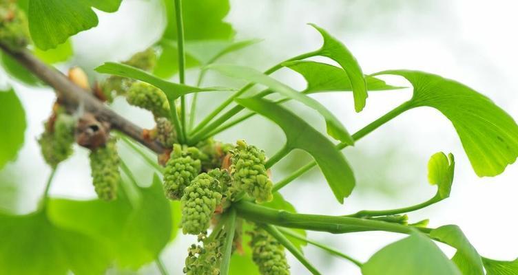 探秘银杏树的神奇之处（银杏树的特点及药用价值）