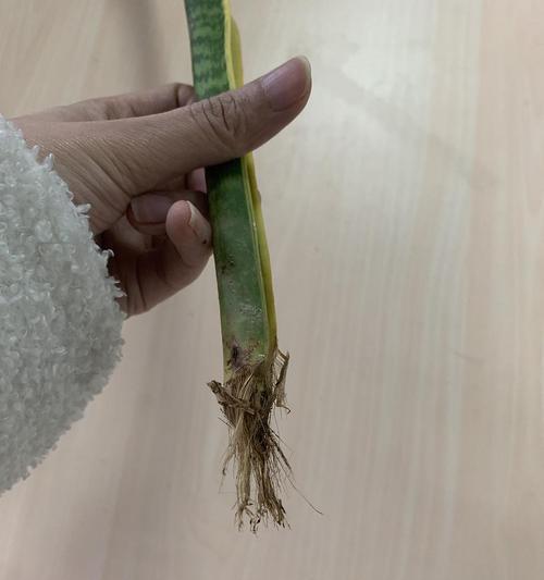 如何防止虎皮兰烂芯（探究虎皮兰烂芯的原因及解决方案）
