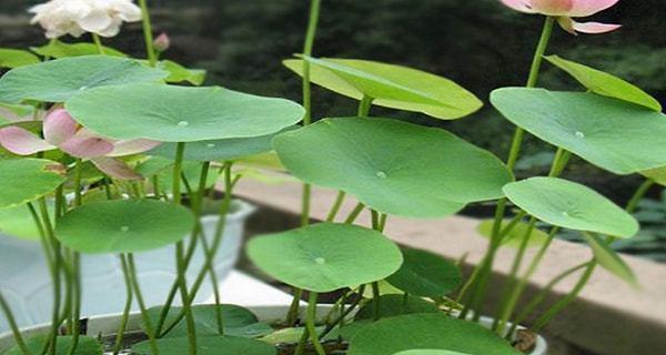 水培碗莲的种植方法（如何在家中成功栽培美丽的碗莲）