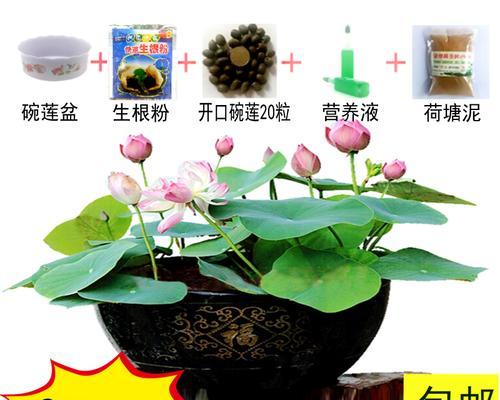 水培碗莲的种植方法（如何在家中成功栽培美丽的碗莲）