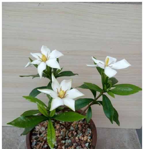栀子花养护详解（让你的栀子花开得更加绚烂）