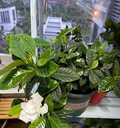栀子花养护详解（让你的栀子花开得更加绚烂）