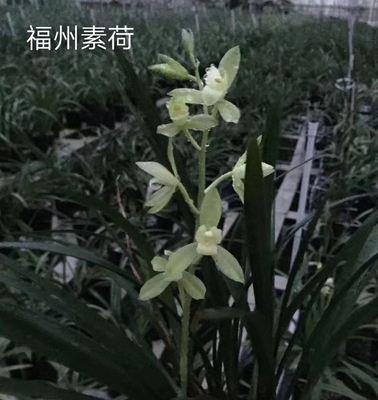 建兰必养的品种大全（从原生种到改良种，打造不一样的花园）