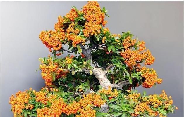 火棘盆景的冬季养护（打造富有生机的盆景节日气氛更浓郁）