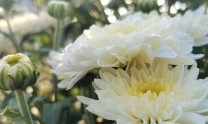 赏菊花，品秋意（秋季菊花开放时节及品种特点）