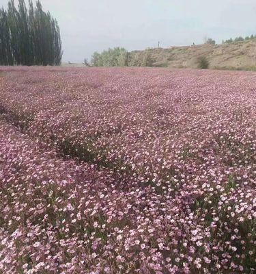 如何种植满天星种子?(掌握方法,轻松享受缤纷花海) 如何种植满天星种子?(掌握方法,轻松享受缤纷花海)