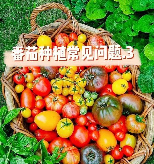 如何种植健康美味的西红柿（详细介绍西红柿种植的方法与技巧）