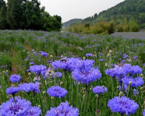 如何种出美丽的矢车菊？（从选种到护理，全面掌握关键技巧）