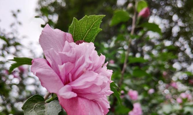 木槿花——四季常青的美丽使者（品种繁多，花期长，欣赏方法多样）