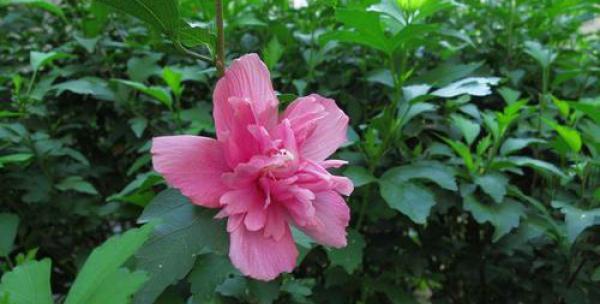 木槿花——四季常青的美丽使者（品种繁多，花期长，欣赏方法多样）