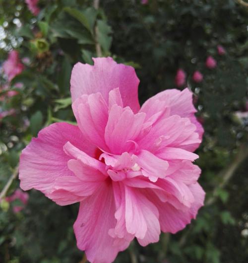 木槿花——四季常青的美丽使者（品种繁多，花期长，欣赏方法多样）