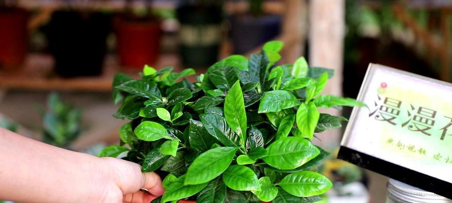 栀子花开放季节及品种介绍（盛放在夏季的美丽花朵——栀子花，了解它的开放时间和品种）