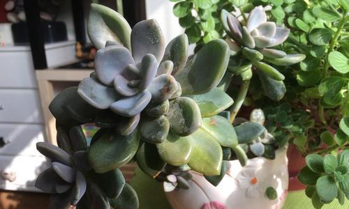 多肉植物养护全攻略（打造多肉家园，从养护开始）