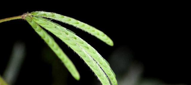 含羞草的扦插方法（如何成功繁殖含羞草）