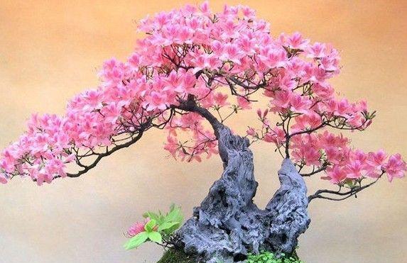 打造树干盆景，让生命在花器中延续（DIY盆景制作教程，感受自然之美）