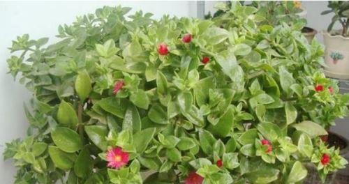 牡丹养殖秘籍（打造一片牡丹花海，从这些关键环节入手）
