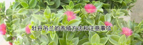 牡丹养殖秘籍（打造一片牡丹花海，从这些关键环节入手）