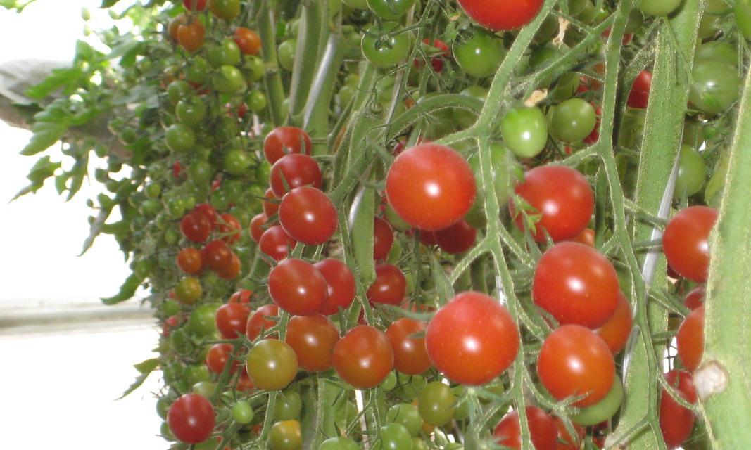 西红柿的土壤要求及种植技巧（适合西红柿种植的土壤条件与种植注意事项）