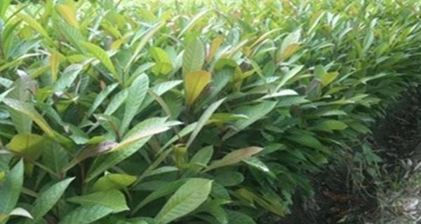 杜英花期长短及观赏技巧（解析杜英花期，享受花海盛宴）