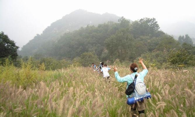 狐尾草的种植技巧（从选种到养护，轻松打造美丽庭院）