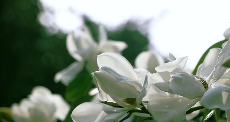 含笑花开的季节（迎春的美丽神秘）