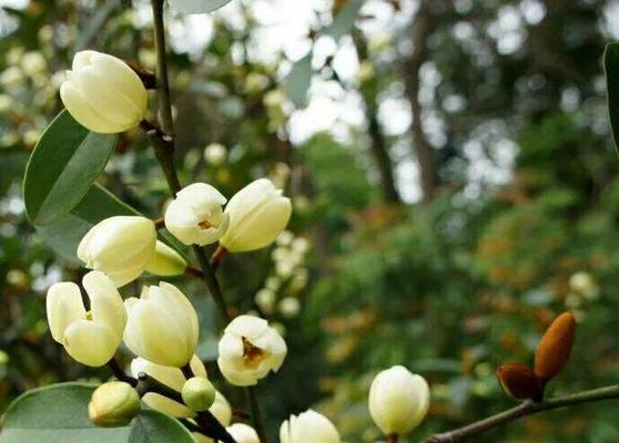 含笑花开的季节（迎春的美丽神秘）