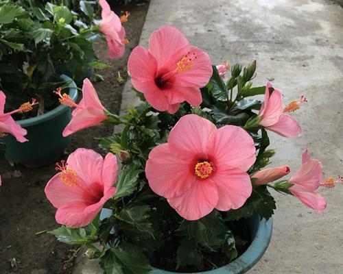 芙蓉花与扶桑的区别（探究芙蓉花和扶桑的形态、习性、生长环境等方面的差异）