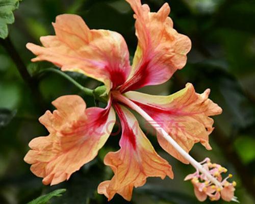 芙蓉花与扶桑的区别（探究芙蓉花和扶桑的形态、习性、生长环境等方面的差异）